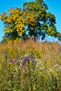 Prairie Wildflowers  Grasses and Tree at Nature Preserve Royalty Free Stock Photo