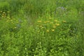 Prairie Wildflowers 814521