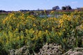 Prairie Wildflowers   62658 Royalty Free Stock Photo