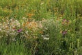 Prairie Wildflowers   704069 Royalty Free Stock Photo