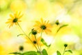 Prairie Wildflowers