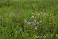 Prairie Wildflowers  812514 Royalty Free Stock Photo