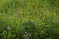 Prairie Wildflowers 838378