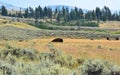 Prairie at the Yellowstone National Park with a herd of American bison Royalty Free Stock Photo