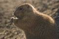 Prairiedog eating Royalty Free Stock Photo