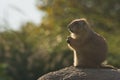 Prairiedog relaxed Royalty Free Stock Photo