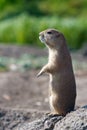 Prairiedog watching Royalty Free Stock Photo