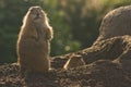 Prairiedogs Royalty Free Stock Photo