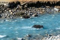 Praken Gompa - Yaks crossing the river in Himalayas