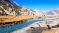 Praken Gompa - Yaks grazing on Himalayan meadow Royalty Free Stock Photo