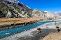 Praken Gompa - Yaks grazing on Himalayan meadow Royalty Free Stock Photo