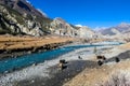 Praken Gompa - Yaks grazing on Himalayan meadow Royalty Free Stock Photo