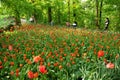 Pralormo, Piedmont, Italy. -04-25-2009- Messer Tulipano gardening exhibition with spring tulips blooming at Pralormo Castle