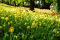 Pralormo, Piedmont, Italy. -04-25-2009- Messer Tulipano gardening exhibition with spring tulips blooming at Pralormo Castle