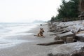 Beach dog - a brown stray dog on the beach Royalty Free Stock Photo