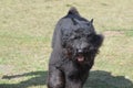 Prancing Black Bouviers Des Flanders Dog Royalty Free Stock Photo