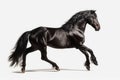 Prancing black horse on white background. Generate ai Royalty Free Stock Photo