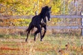 Prancing black stallion