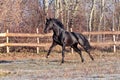 Prancing black stallion