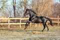 Prancing black stallion