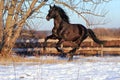 Prancing black stallion Royalty Free Stock Photo