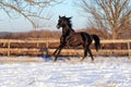 Prancing black stallion