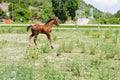 Prancing cute foal in a summer field. Running chestnut horse in the meadow.