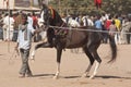 Prancing Horse Royalty Free Stock Photo