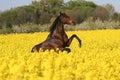 Prancing horse in colza field Royalty Free Stock Photo