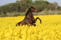 Prancing horse in colza field