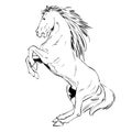 Prancing Horse illustration and ink JPG File