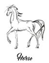 Prancing horse portrait. Vector sketch. Galloping horses. Royalty Free Stock Photo