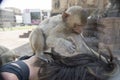 Prang sam yod temple lopburi thailand Monkey Temple asia