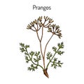 Prangos acaulis medicinal plant Royalty Free Stock Photo