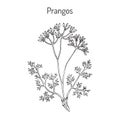 Prangos acaulis medicinal plant Royalty Free Stock Photo