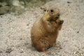 Prarie dog Royalty Free Stock Photo