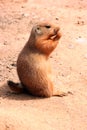 Prarie Dog Royalty Free Stock Photo