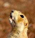 Prarie dog having a bit of lunch