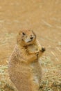 Prarie dog Royalty Free Stock Photo