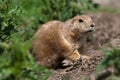 Prarie dog looking out of shelter Royalty Free Stock Photo