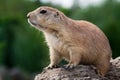 Prarie dog looking sitting of the ground Royalty Free Stock Photo