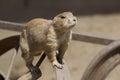 A Prarie Dog Looking at you Royalty Free Stock Photo