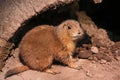 Prarie dog Royalty Free Stock Photo