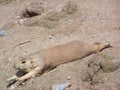 Prarie dog streching out on soil Royalty Free Stock Photo