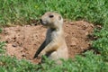 Prarie Dog Royalty Free Stock Photo