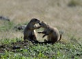 Prarie Dogs Kissing at the wichita mountains wildlife refuge Royalty Free Stock Photo