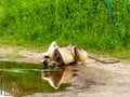 Monkey drinking water on hill station