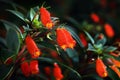 Pratad Doi Flower (Agapetes parishii C.B. Clarke) in rainforest