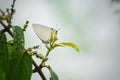 India white tufted royal butterfly on green leaf Royalty Free Stock Photo
