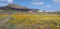 prato di fiori gialli e bianchi con vulcano sullo sfondo